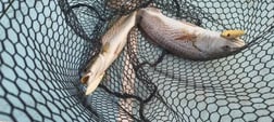 Fishing in Wilmington, North Carolina