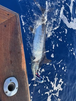 Fishing in Kaiminani, Hawaii