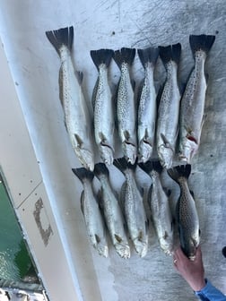 Fishing in Orange Beach, Alabama