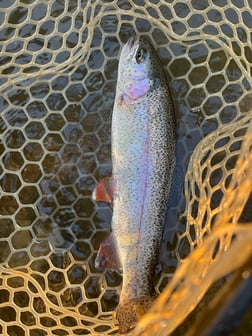 Fishing in Broken Bow, Oklahoma