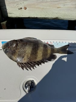 Fishing in Gulf Shores, Alabama