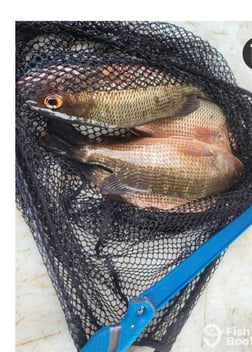 Fishing in Port Orange, Florida