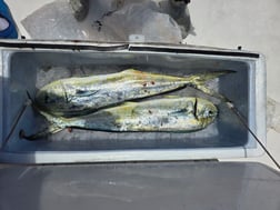 Fishing in Riviera Beach, Florida
