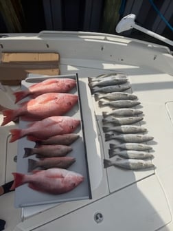 Fishing in Gulf Shores, Alabama