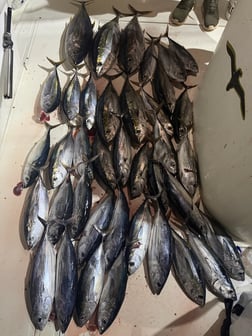 Fishing in Los Angeles, California
