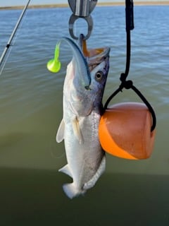 Sheepshead Fishing in Galveston, Texas