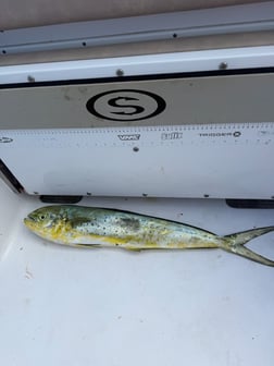 Fishing in Boynton Beach, Florida