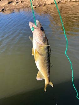 Fishing in Bee Branch, Arkansas