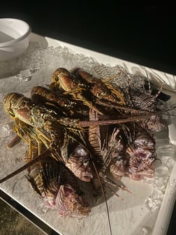 Fishing in Key West, Florida