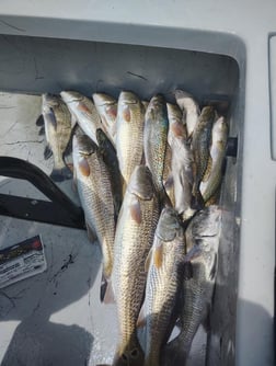 Fishing in Corpus Christi, Texas
