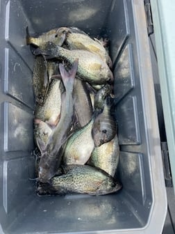 Fishing in Willis, Texas