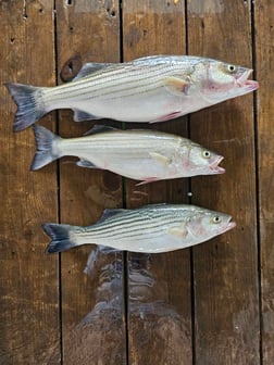 Fishing in Kingston, Oklahoma