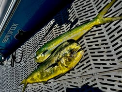 Fishing in Morehead City, North Carolina