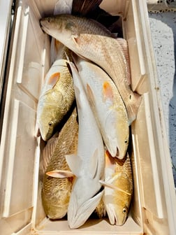 Fishing in South Padre Island, Texas