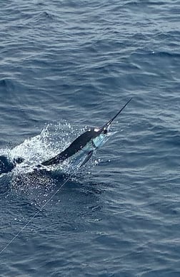 Fishing in Hatteras, North Carolina