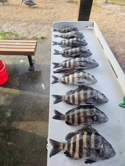 Fishing in Jacksonville, Florida