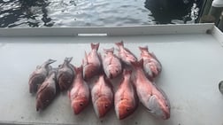 Fishing in Gulf Shores, Alabama