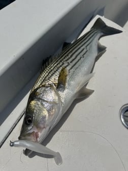 Fishing in Morehead City, North Carolina