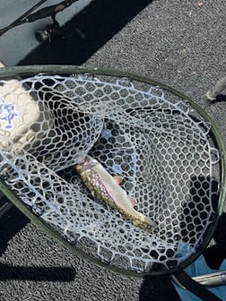 Fishing in Heber Springs, Arkansas