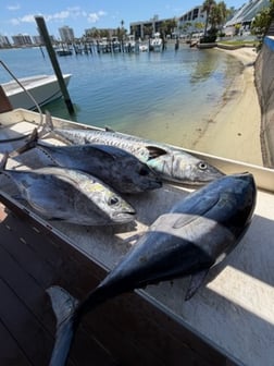 Fishing in Jupiter, Florida