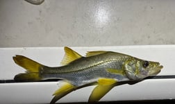 Fishing in Jupiter, Florida