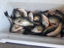 Fishing in Zavalla, Texas