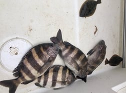 Sheepshead Fishing in Biloxi, Mississippi, USA