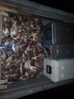 Fishing in Port Orange, Florida