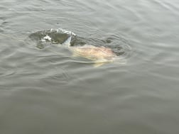 Sheepshead Fishing in