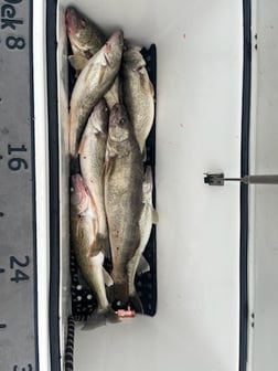 Fishing in Oak Harbor, Ohio