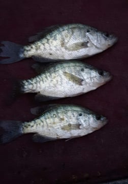Crappie, Striped Bass Fishing in Holmes Beach, Florida