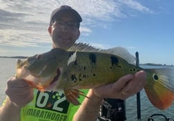 Peacock Bass Fishing in Palmetto Bay, Florida