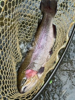 Fishing in Broken Bow, Oklahoma