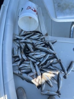 Fishing in Gulf Shores, Alabama