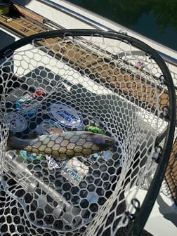 Fishing in Heber Springs, Arkansas
