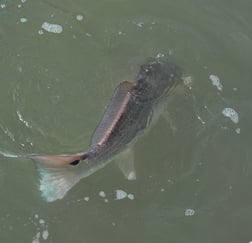 Fishing in North Charleston, South Carolina