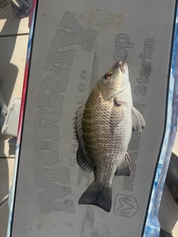 Fishing in Jacksonville, Florida