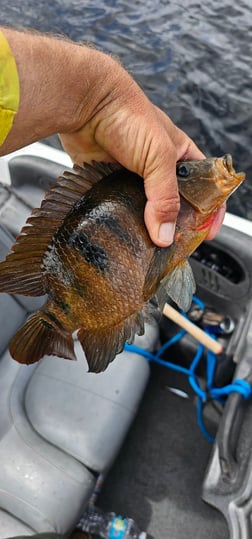 Fishing in Delray Beach, Florida