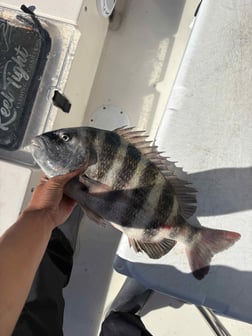 Fishing in Sarasota, Florida