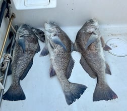 Fishing in D'Iberville, Mississippi