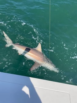 Fishing in Holmes Beach, Florida
