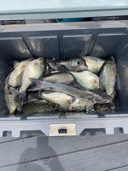 Fishing in Willis, Texas