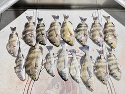 Fishing in Elberta, Alabama