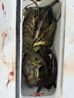 Fishing in Bradenton, Florida