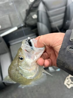 Fishing in Branson, Missouri