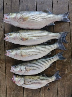 Fishing in Kingston, Oklahoma