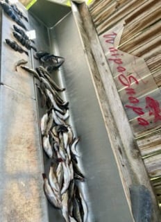 Fishing in D'Iberville, Mississippi
