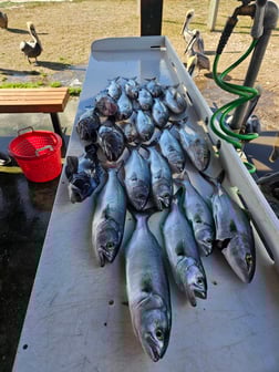Fishing in Jacksonville, Florida