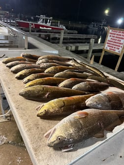 Fishing in Lafitte, Louisiana