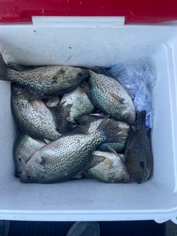 Fishing in Willis, Texas